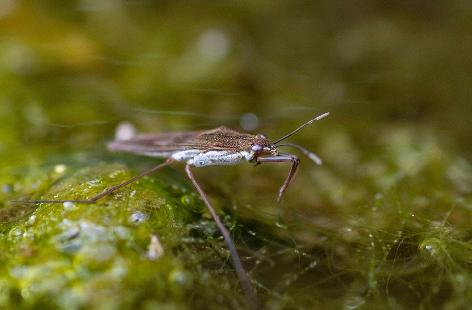 View: Pond dipping