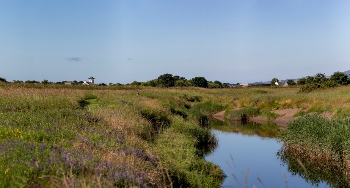 Summer Meadow Walk