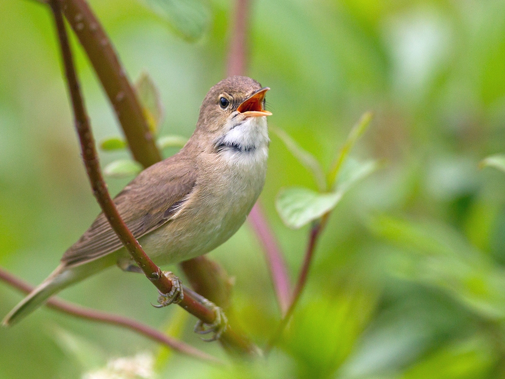 Dawn Chorus June