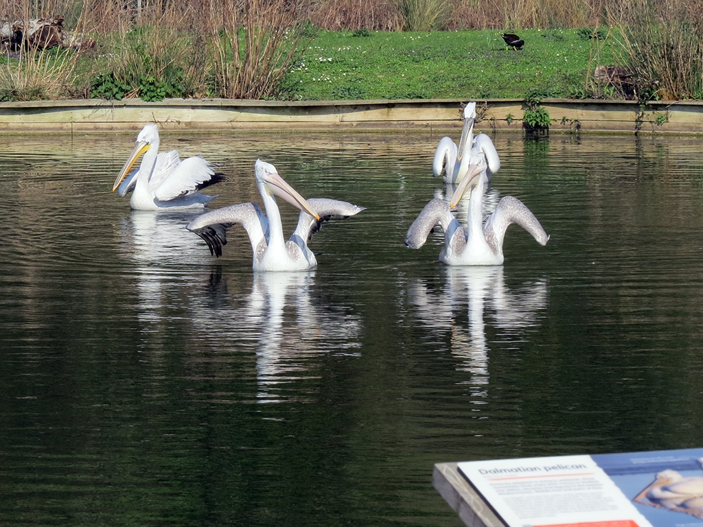 New foursome Pelicans WWT AR 1024x768.jpg